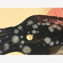 Lbestift fisk - Sofie