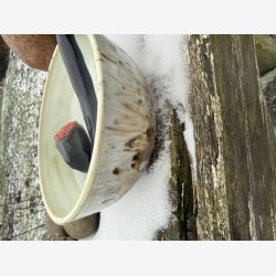 Snold sk�l med sjov pibe